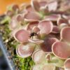 Pinguicula x ‘Florian’