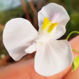 Utricularia nephrophylla