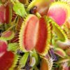 Dionaea muscipula “EG dragon cub”