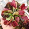 Dionaea muscipula “EG Re Luigi”