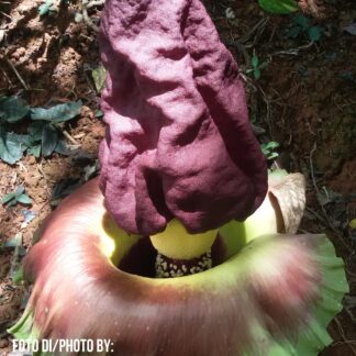 Amorphophallus paeoniifolius, tubero