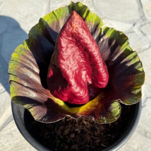 Amorphophallus paeoniifolius, tubero