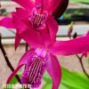Bletilla x ‘Dark Purple’