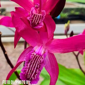 Bletilla x 'Dark Purple'