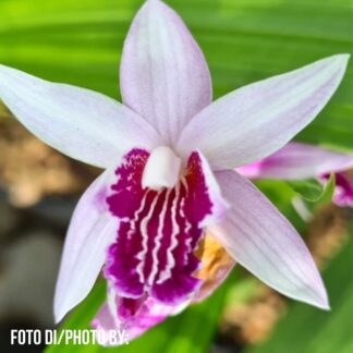 Bletilla x 'Magenta Lips'