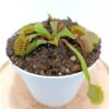 Dionaea muscipula “020 Carnivoria” x “black beauty”