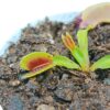 Dionaea muscipula “BCP clone H25”