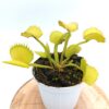 Dionaea muscipula “CK Erzuliae” (giant werewolf)