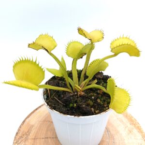 Dionaea muscipula "CK Erzuliae" (giant werewolf)
