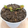 Dionaea muscipula ‘Fondue’