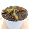 Dionaea muscipula “G16” / “Slack’s giant” / “south west giant”