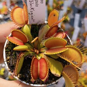 Dionaea muscipula "G16" / "Slack's giant" / "south west giant"
