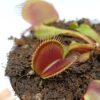 Dionaea muscipula ‘Jaws’ x O.P.