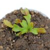 Dionaea muscipula ‘Miss Pimbeche’