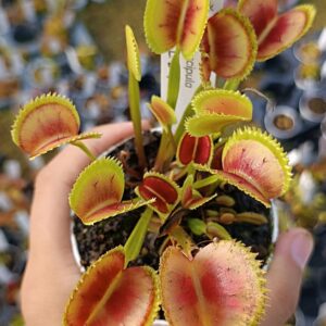 Dionaea muscipula "SL024"