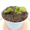 Dionaea muscipula “all green giant”