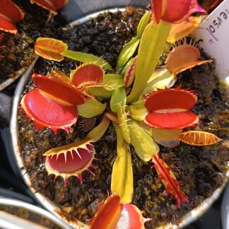 Dionaea muscipula "fused tooth Perso I"