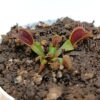 Dionaea muscipula “purple giant”