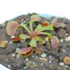Dionaea muscipula “teeth selection”