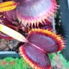 Dionaea muscipula “wine mouth”