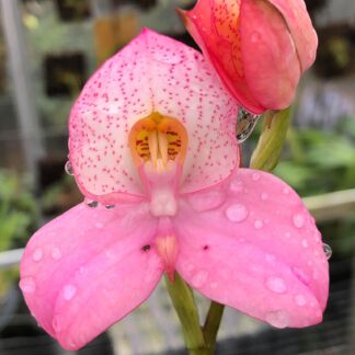 Disa Colette Cywers 'Blush'
