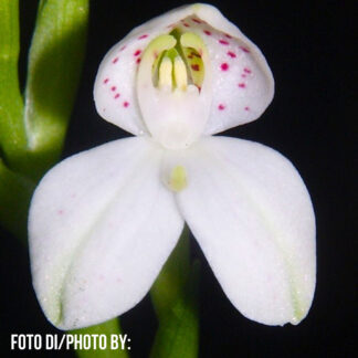 Disa tripetaloides (cl. 1 CK)