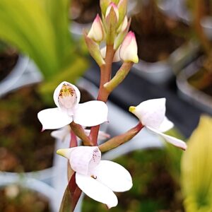 Disa tripetaloides cl. 1 CK5