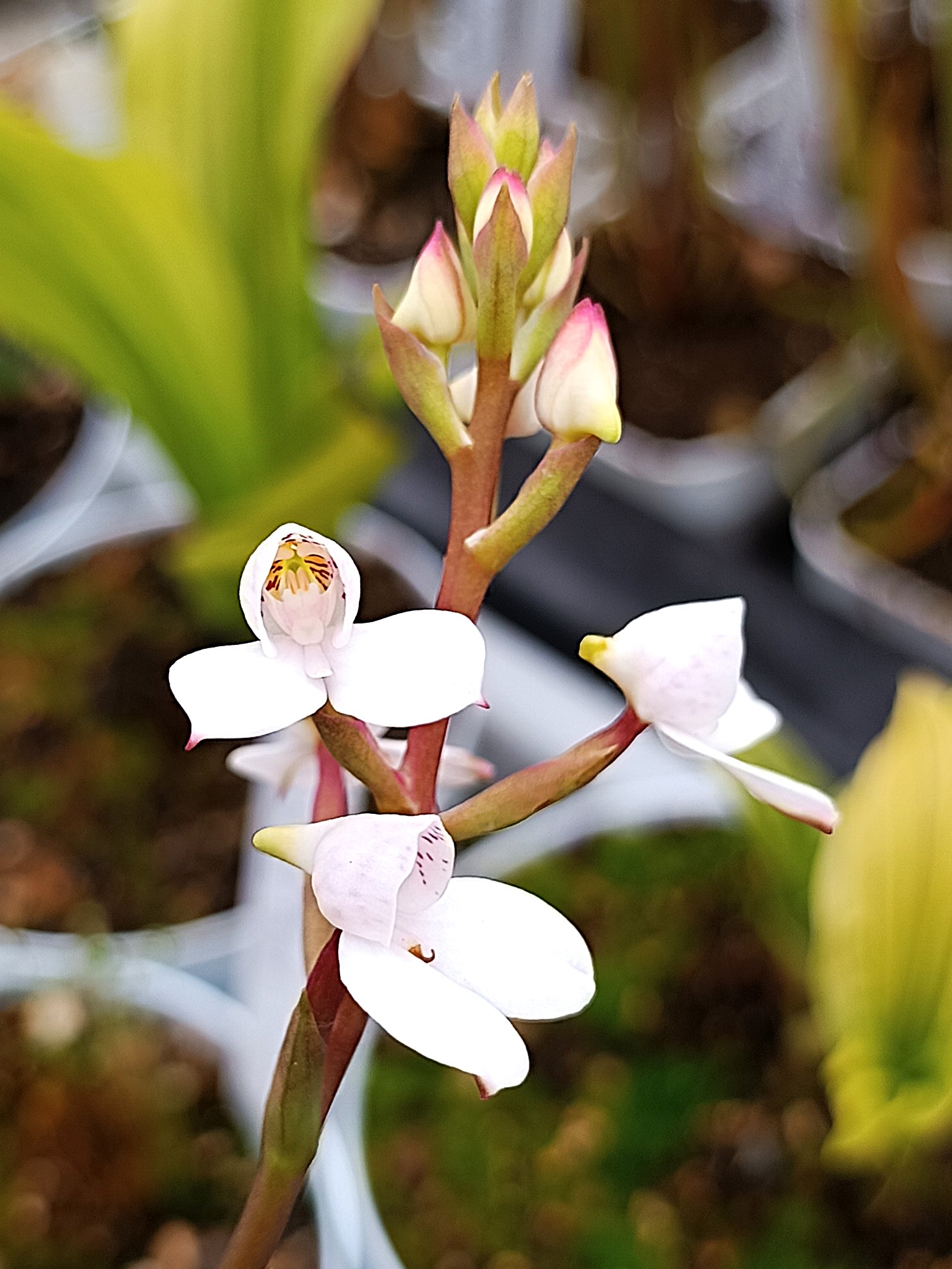 Disa tripetaloides cl. 1 CK5