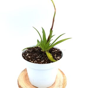 Disa tripetaloides cl.1 CK4