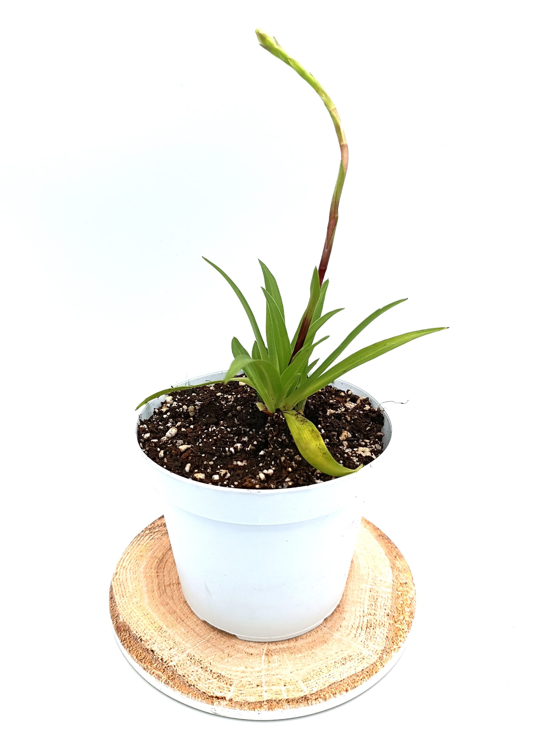 Disa tripetaloides cl.1 CK4