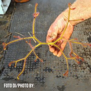 Drosera binata "octopus"