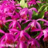 Pleione Tongariro