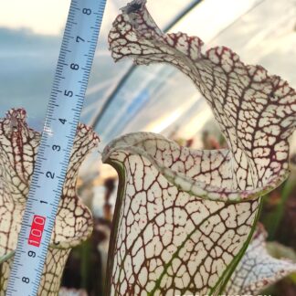 Sarracenia leucophylla "pink/purple giant clone" (Wistuba)