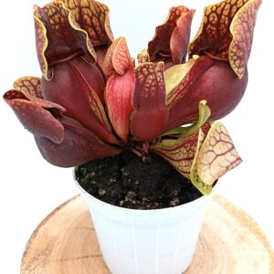 Sarracenia purpurea subsp. venosa [(Sheely Pond, Lexington Co.) x var. montana (Transylvania Co.)]
