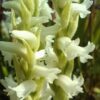 Spiranthes x bightensis ‘Chadds Ford’