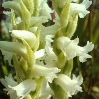 Spiranthes x bightensis 'Chadds Ford'