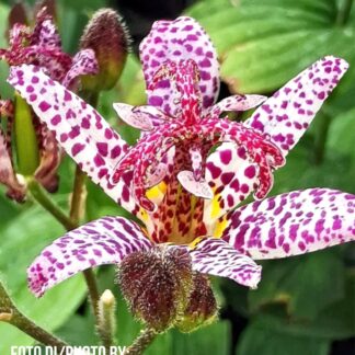 Tricyrtis formosana 'Samurai'