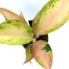 Aglaonema ‘Guave Pink’