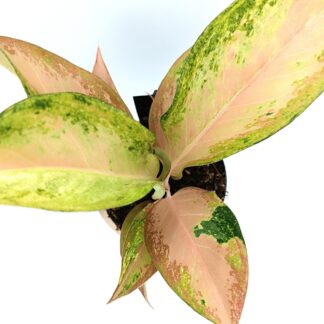 Aglaonema 'Guave Pink'