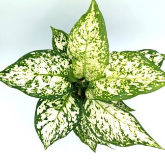 Aglaonema 'Ivory Jade'