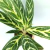 Aglaonema ‘Ivy Green’