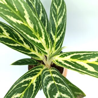 Aglaonema 'Ivy Green'