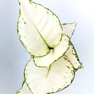 Aglaonema 'White Joy'