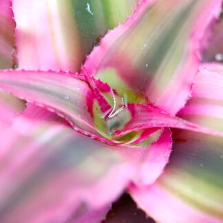 Cryptanthus bivittatus 'Rubin Star' (Stella di Terra)