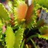 Dionaea muscipula “Chinese dumpling”