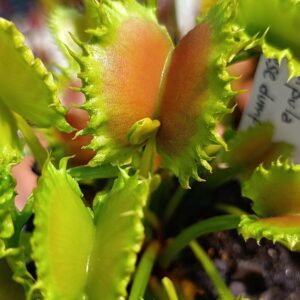 Dionaea muscipula "Chinese dumpling"
