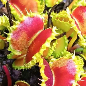 Dionaea muscipula "Chinese dumpling"