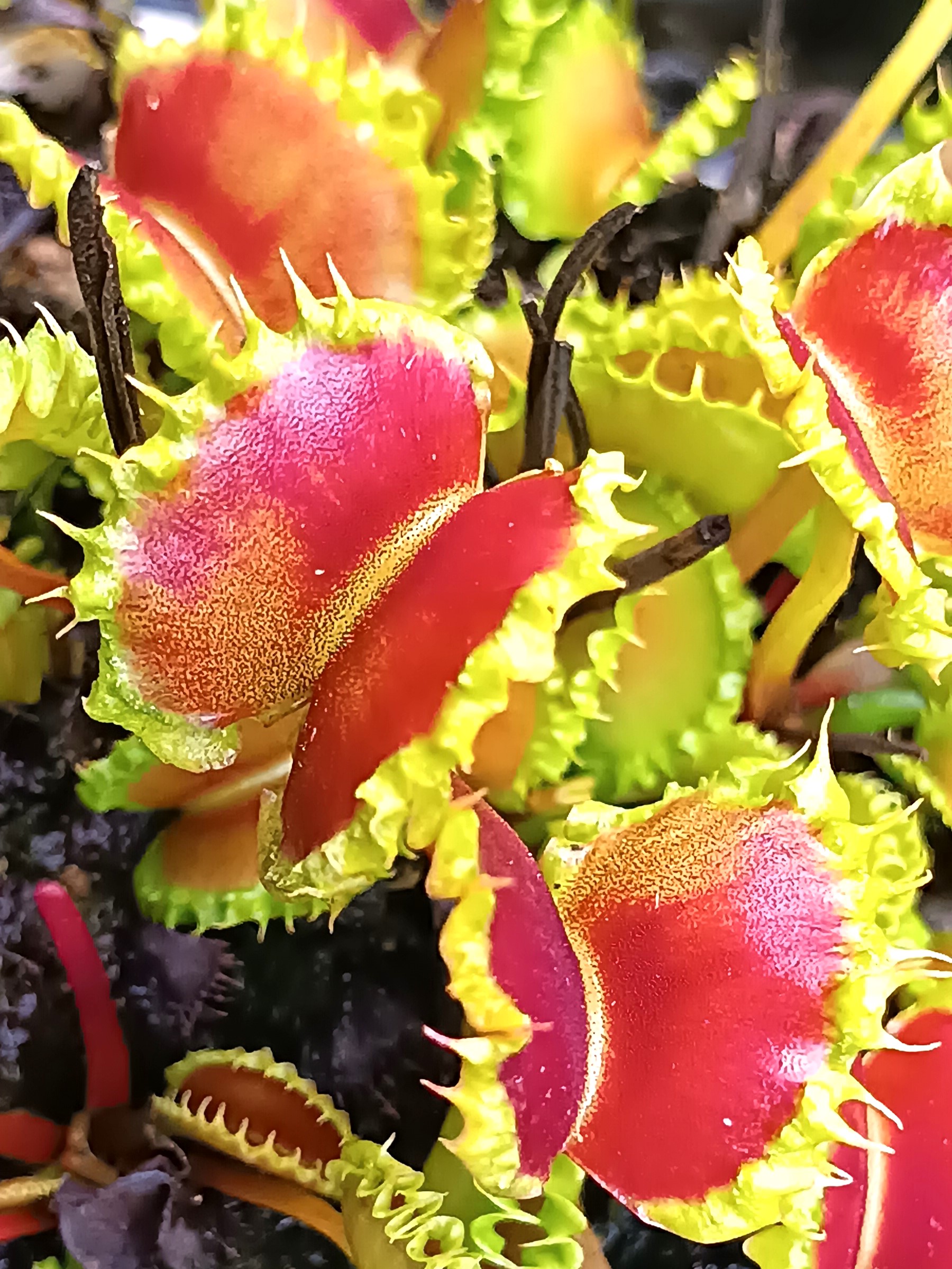 Dionaea muscipula Chinese dumpling7