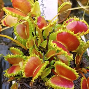 Dionaea muscipula Chinese dumpling8