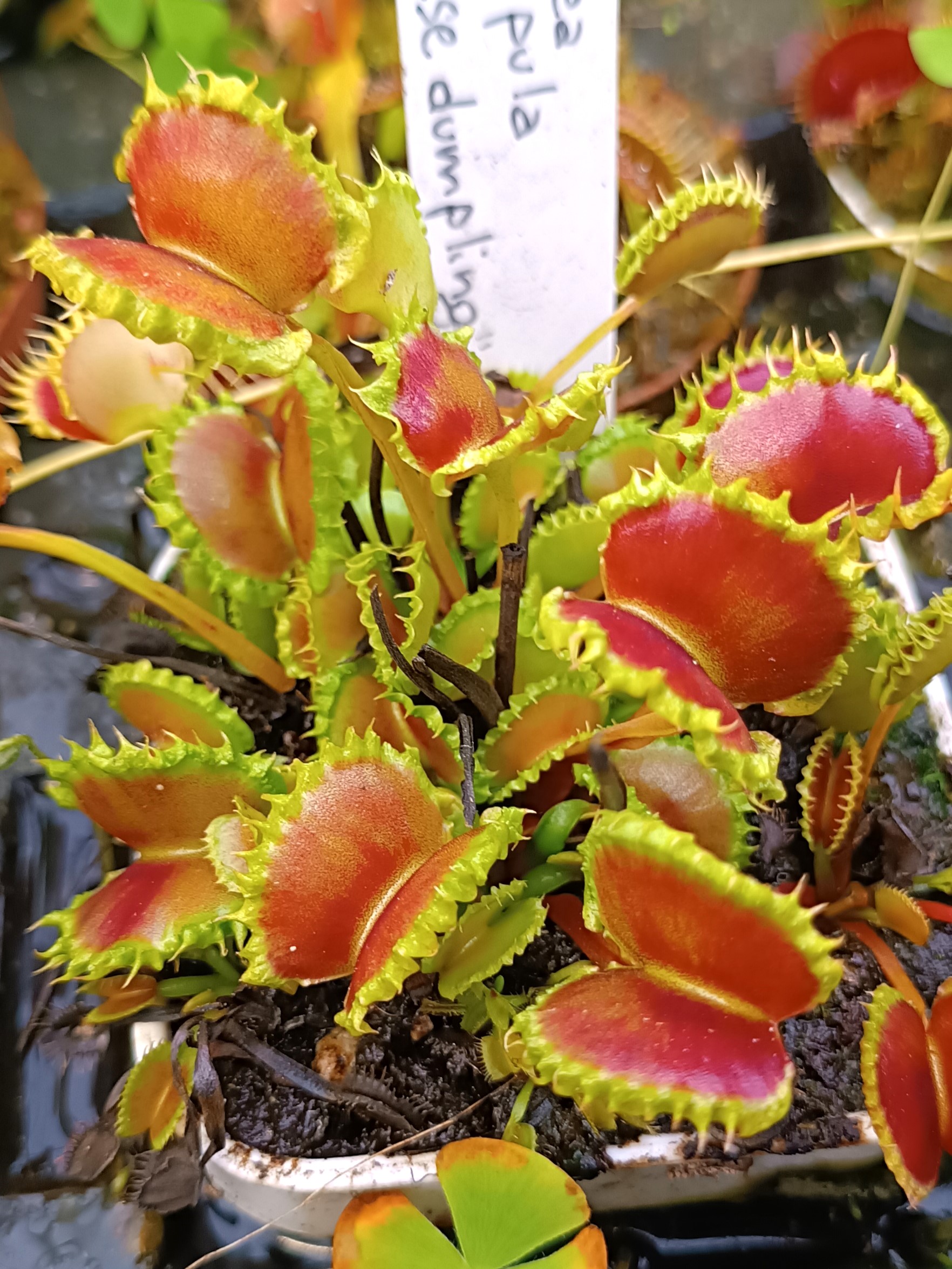 Dionaea muscipula Chinese dumpling8